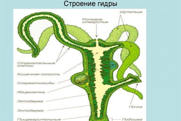 На сайте кракен пропал пользователь