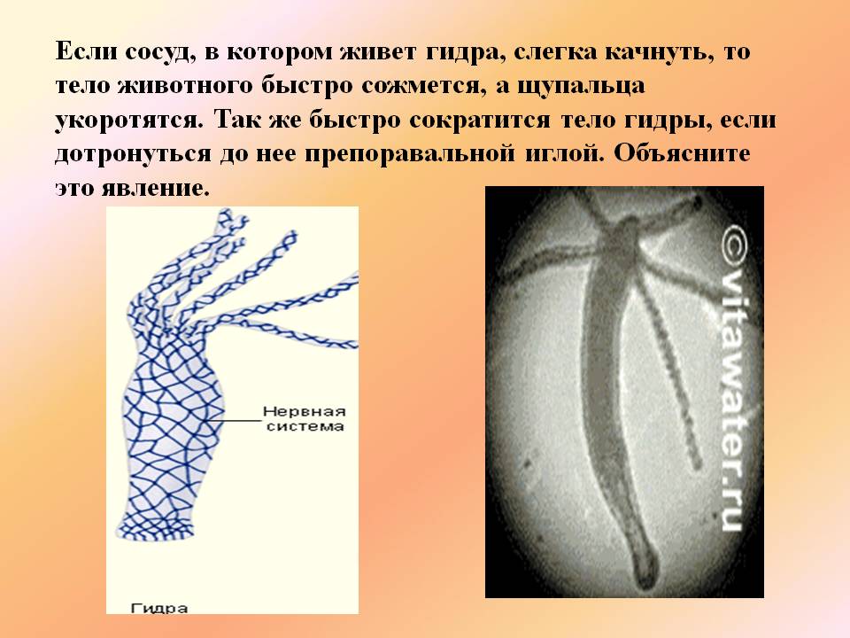 Магазины с наркотиками